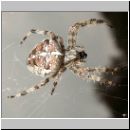 Araneus diadematus - Gartenkreuzspinne 13.jpg